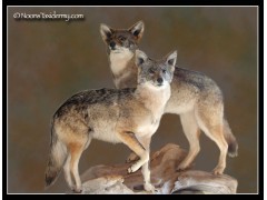 Two_coyotes_standing